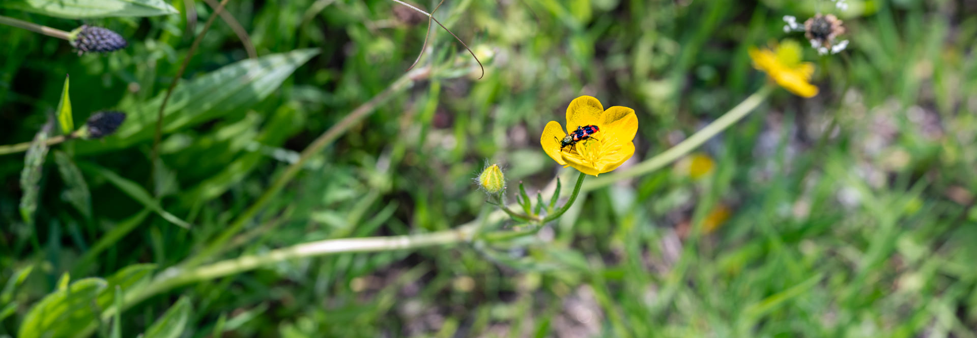 Abriter un trésor de biodiversité